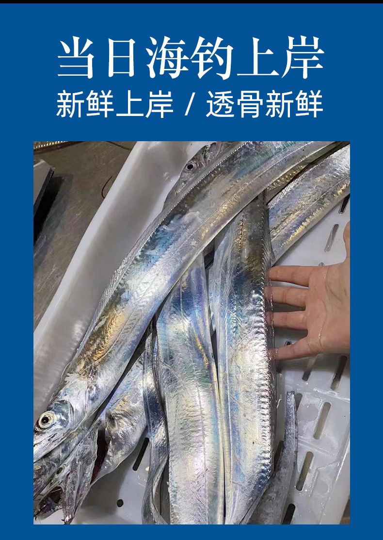 亚又婧东海小眼睛油带鱼大钓带舟山海鲜整条冰鲜非冷冻3斤装净重46两