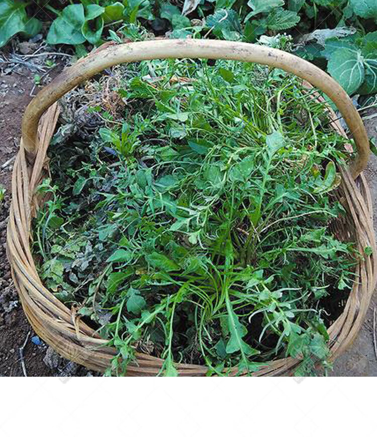 大葉野生薺菜種籽種子孑蒲公英苗地菜秋冬季馬齒莧四季野菜蔬菜野生