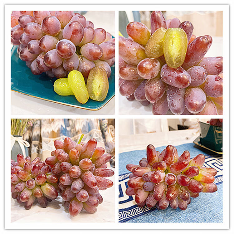 茉莉香葡萄应季新鲜现摘郁金香提子 1000g【图片 价格 品牌 报价】