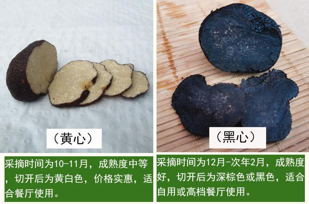 源外 野生黑松露块菌新鲜速冻云南土特产怒江高黎贡山菌菇一斤顺丰