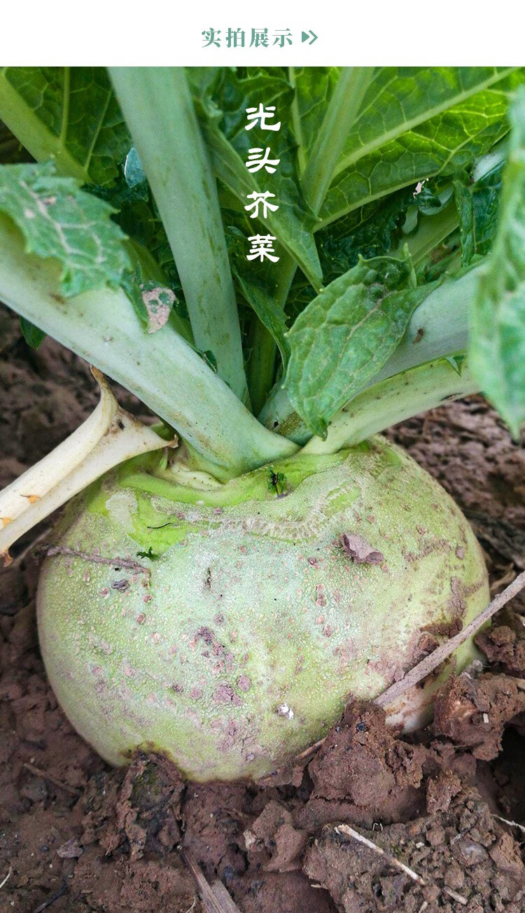 神禾大葉水東芥菜種子疙瘩蔬菜種籽水東芥菜種子100g