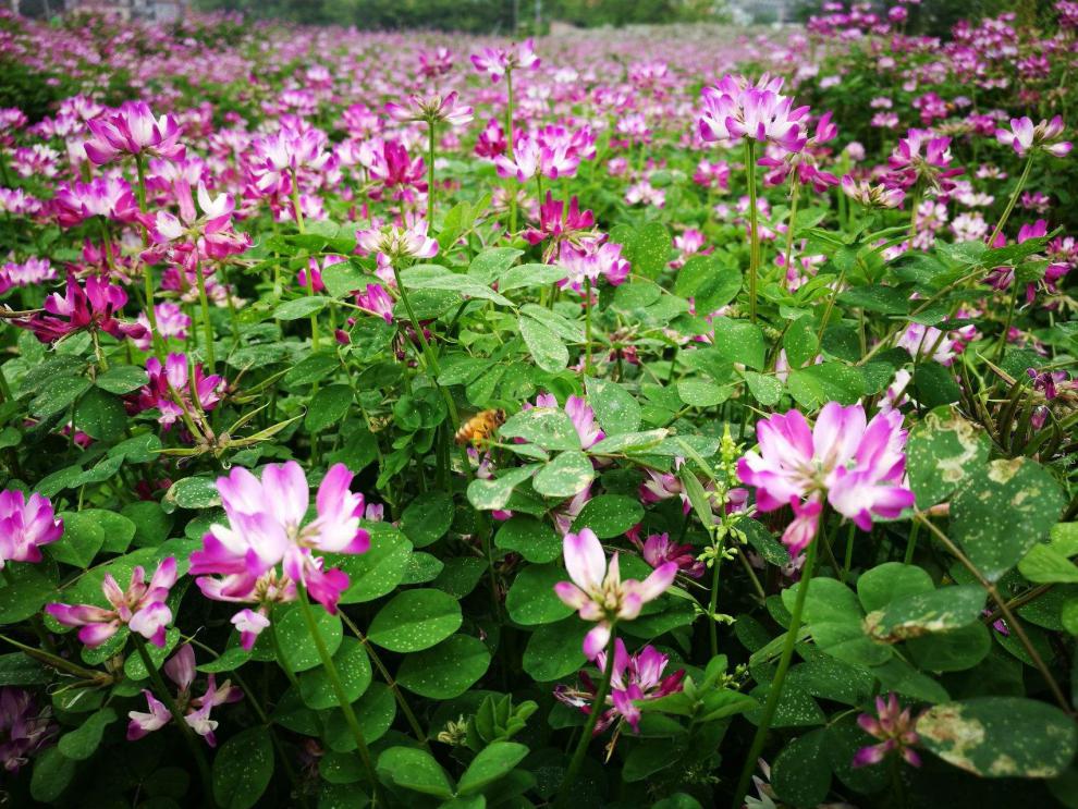紫云英种子红花草籽紫花苜蓿养蜂蜜源高产牧草种子果园绿肥种子紫花