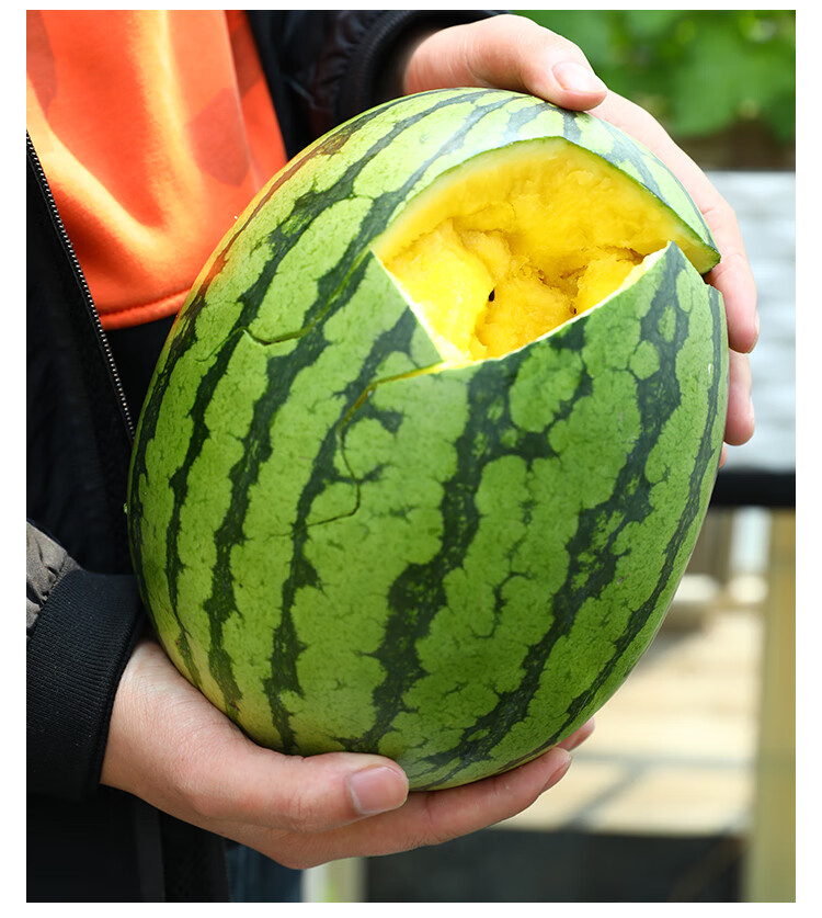 新小兰西瓜种子种籽黄瓤黄心四季南方高产早熟超甜小型春季种植孑 新