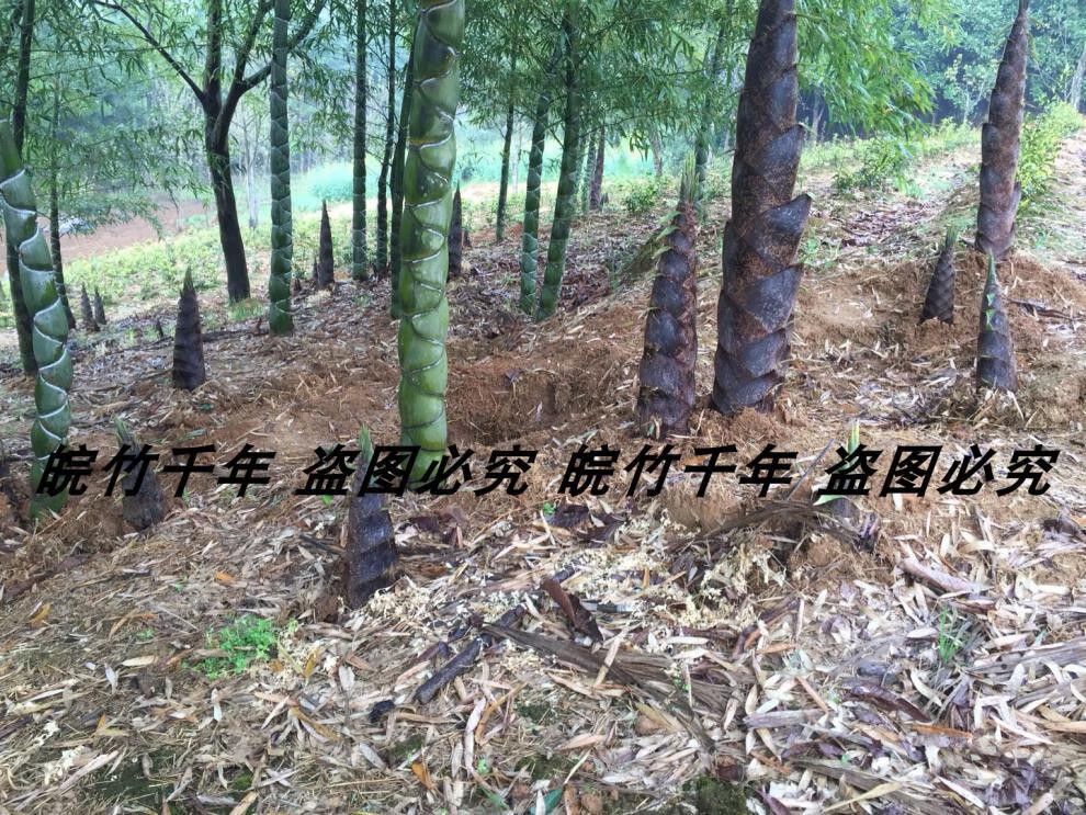 龟甲竹 龙鳞竹 竹苗 人面竹 马汉竹 竹竿 老竹 7厘米直径 141cm(含)