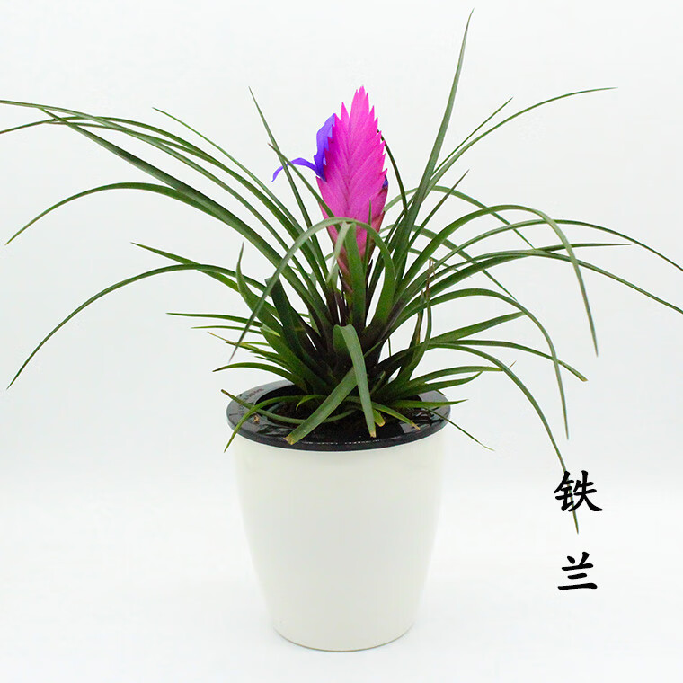 魅之澜铁兰盆栽室内桌面绿植盆栽铁兰花四季常绿发货空气凤梨铁兰原装