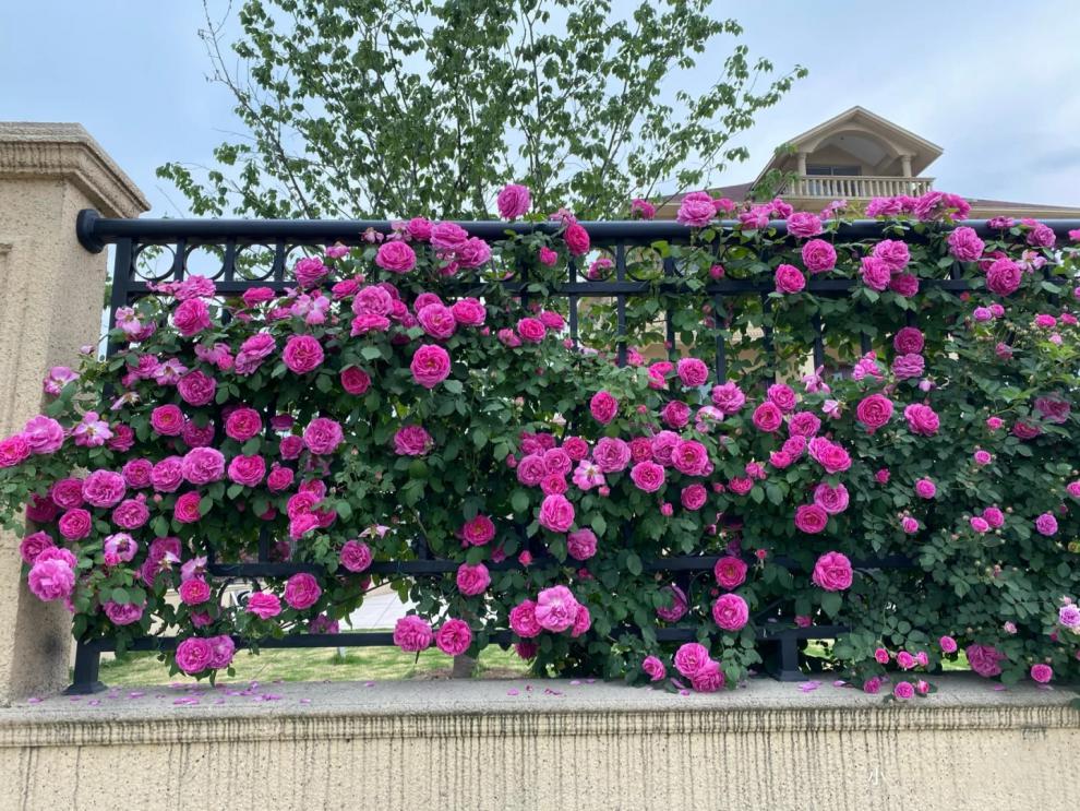 初石 藤本月季花苗拱门开花室外庭院别墅花墙特大爬藤植物蔷薇 粉龙沙