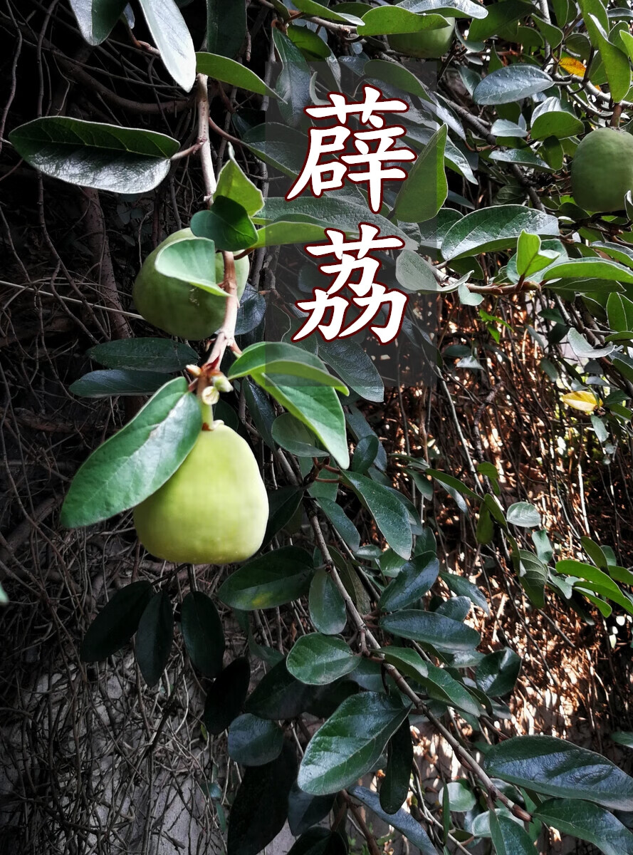 贵州特产野生冰粉籽25g*10袋手搓薜荔籽免石灰清凉小吃凉粉爱玉籽