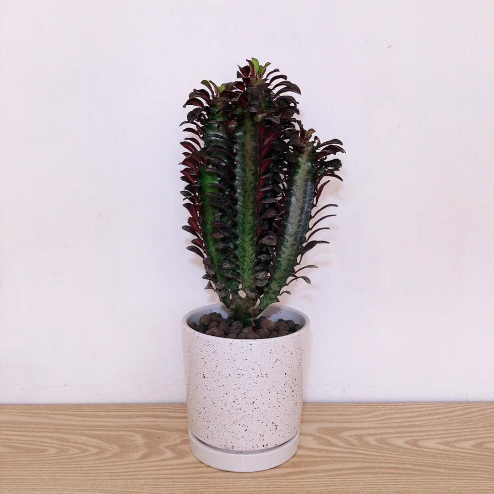 龙骨树龙骨盆栽万重山室内客厅旺财植物新居守家四季常青净化空气