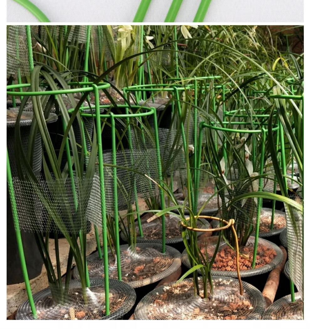 兰花架兰花架兰花专用护叶架花卉支撑架防止叶子倒伏曲折绿植固定扶叶
