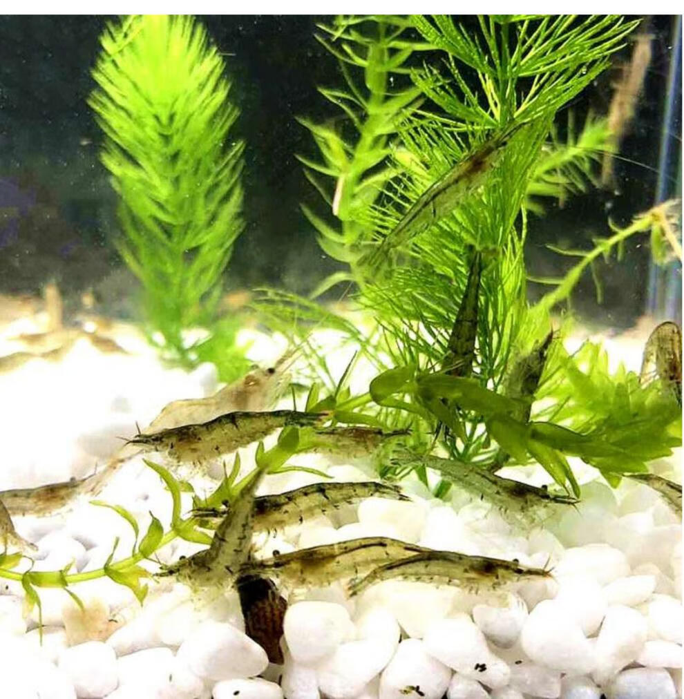 麦基乐草缸除藻虾黑壳虾活体鱼缸杂质清洁淡水观赏虾水族箱水草缸工具