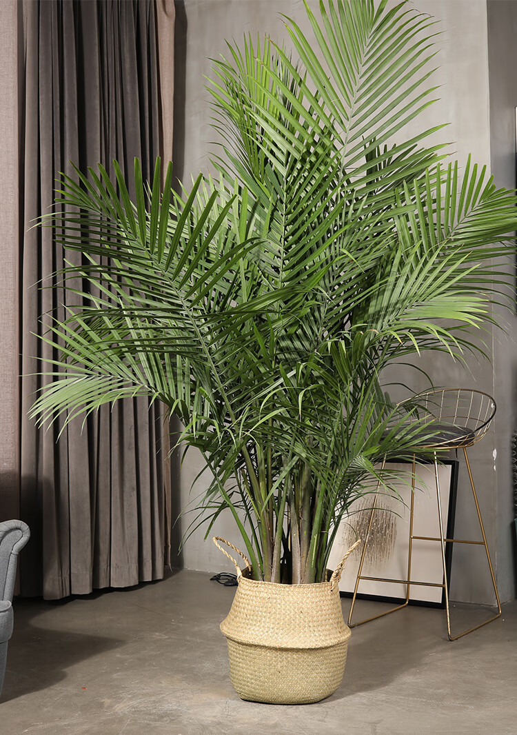 国王椰子盆栽散尾葵室内办公室客厅绿植袖珍椰子夏威夷竹大型植物