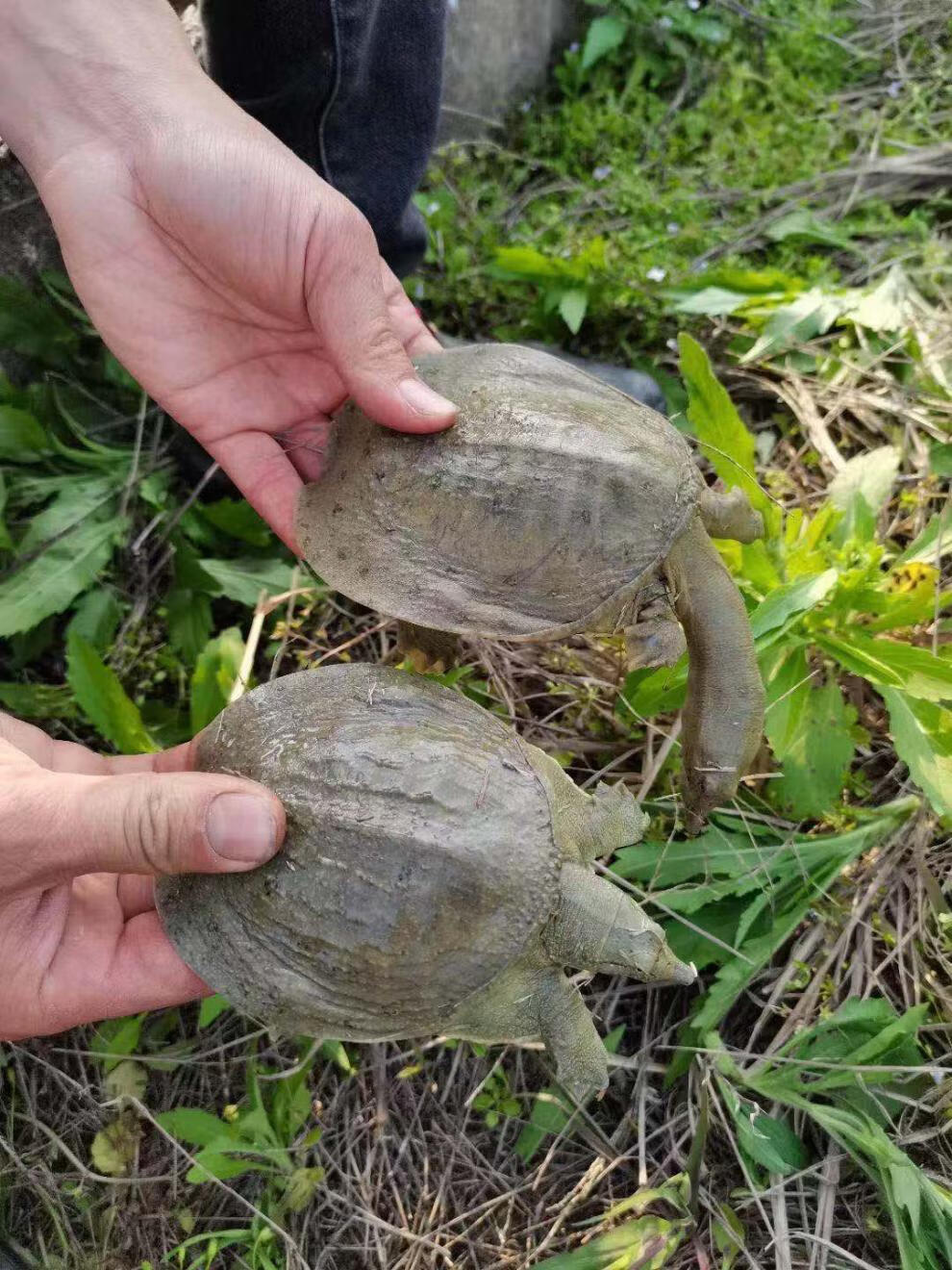 绿色召集令甲鱼苗小甲鱼童子鳖放养养殖放生鳖半斤团鱼卤味甲鱼食材