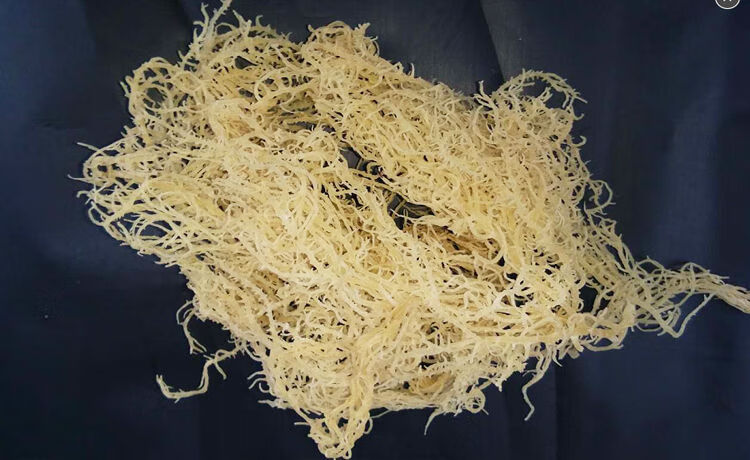 福建渔民自产新鲜石花菜龙须菜凉菜凉拌食材海藻海冻鹿角菜麒麟菜限抢