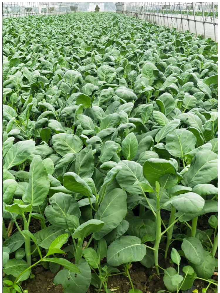 大芥兰菜鸡腿芥 广东大芯芥蓝农家甜脆芥兰秋季农家自种火锅食材 生鲜