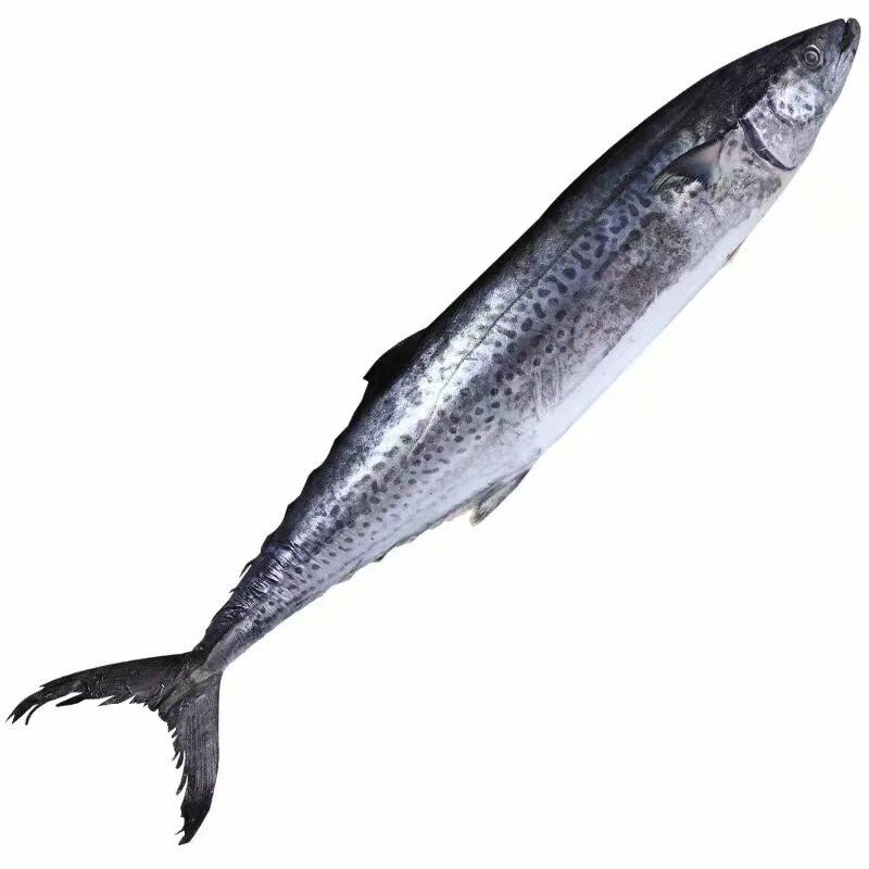 马鲛鱼燕鲅鱼鱼段黄鰤鱼黄金鲅鱼冰鲜速冻野生大鲅鱼深海大鱼海鱼马鲛