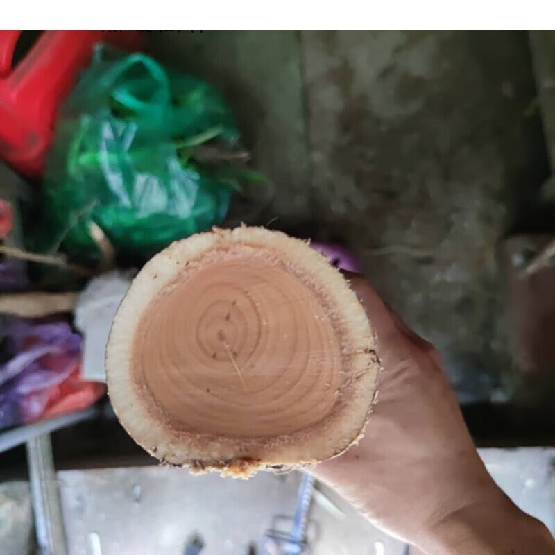 新鲜猫尾树根猫尾薯500g