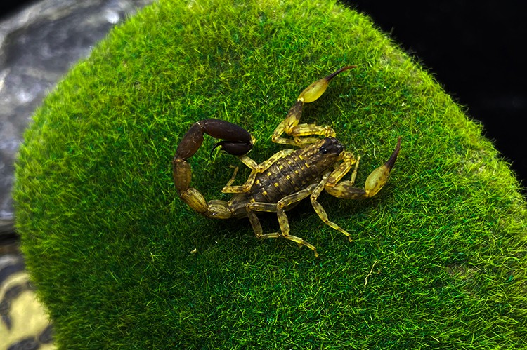 海南双针蝎 5厘米左右成体新手宠物蝎子活体雨林蝎国产经典套装 朴彩