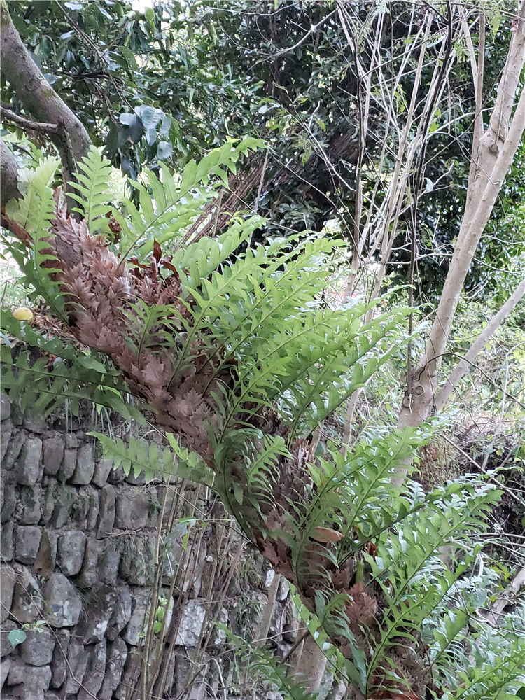 北京1斤装郴州新鲜野生骨碎补毛姜爬岩姜石岩姜 生鲜 巴岩姜 官方直营