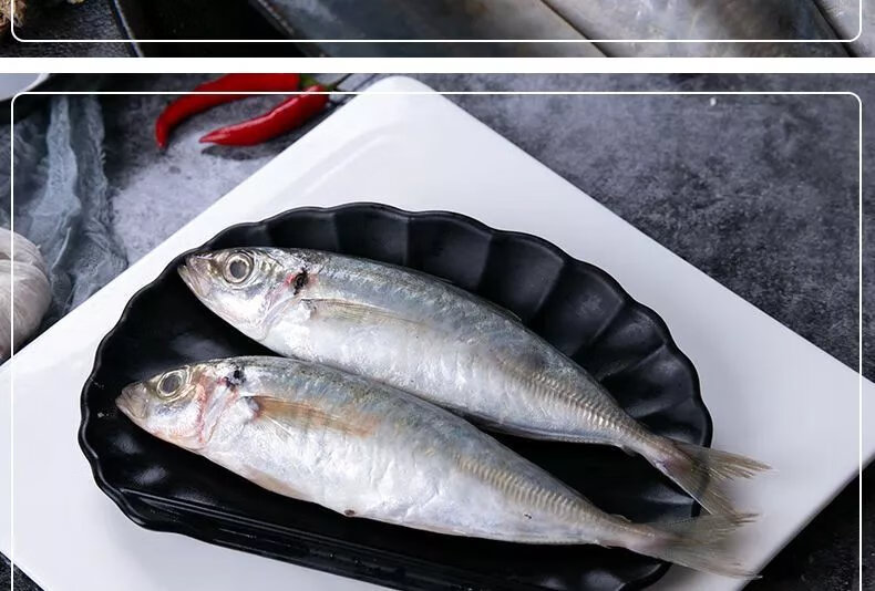 新鲜巴浪鱼海鲜水产冷冻海鱼海捕冰鲜鳀鱼提鱼秋刀鱼烧烤 五斤巴浪鱼