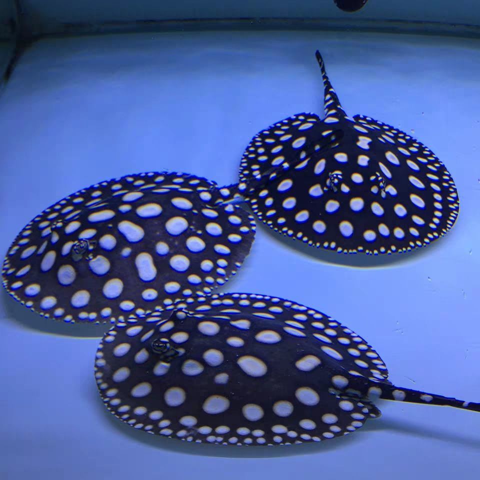 魟鱼活体黑白皇冠珍珠魟鱼米克斯魟鱼黑金魟鱼红龙热带鱼龙鱼配鱼5a级