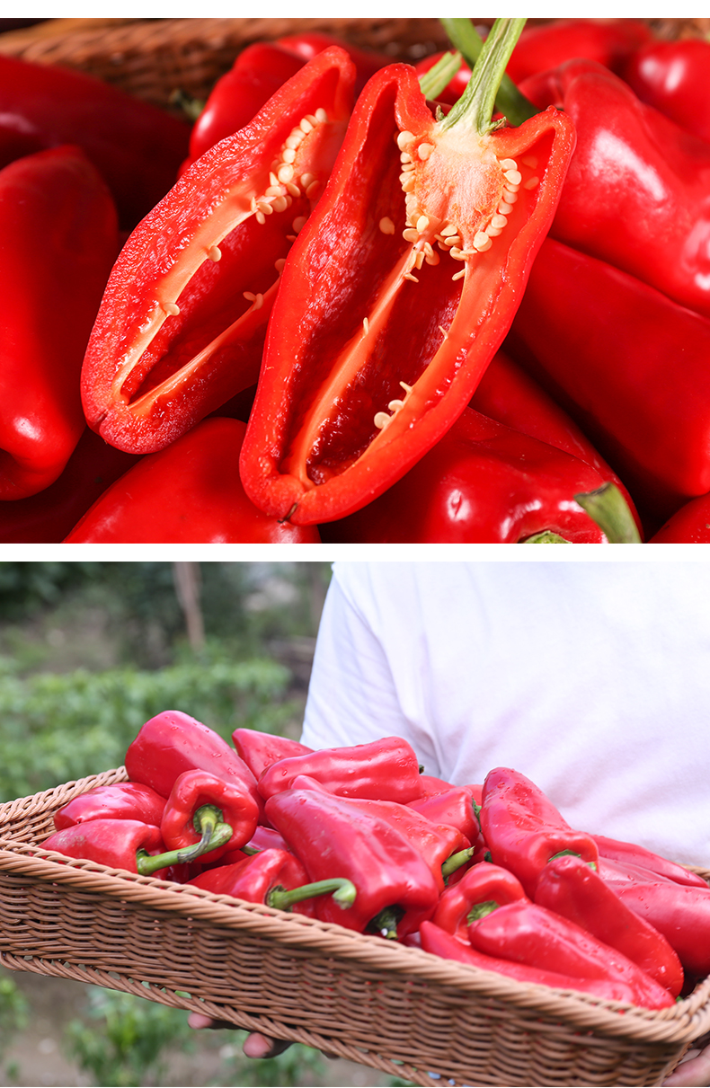 新鲜大红辣椒红尖椒现摘剁椒泡椒3斤