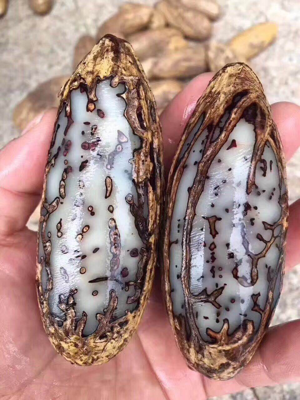 珍韵缘原籽新款木木文玩超大千眼菩提子红绿风化果男女手把件手串挂件