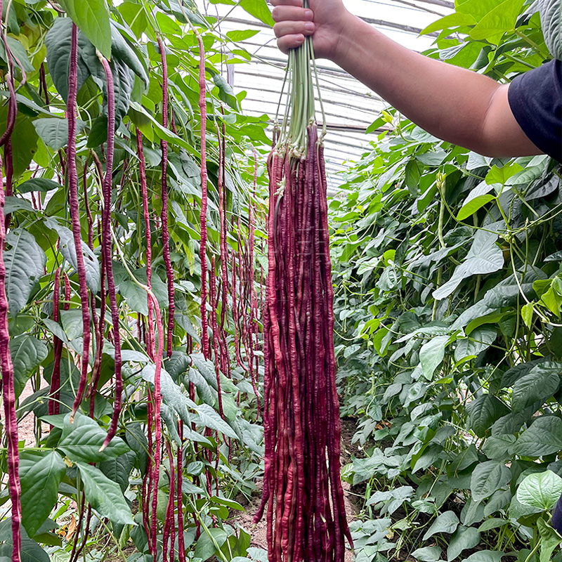 春秋红豇豆种籽特长紫红豆角种孑高产早熟四季播耐热抗病豇豆种子 紫