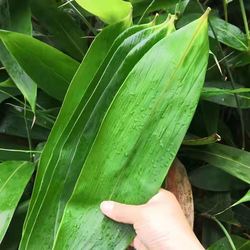 粽叶新鲜粽叶新鲜大号粽子叶新鲜现摘竹叶箬叶廖叶粽子真空宽712cm大