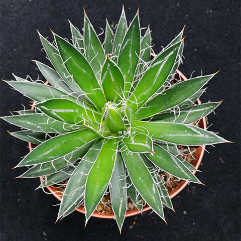 龙舌兰科系列世之雪 吉祥冠锦五色万代等多肉植物庭院盆栽 麦基乐 世