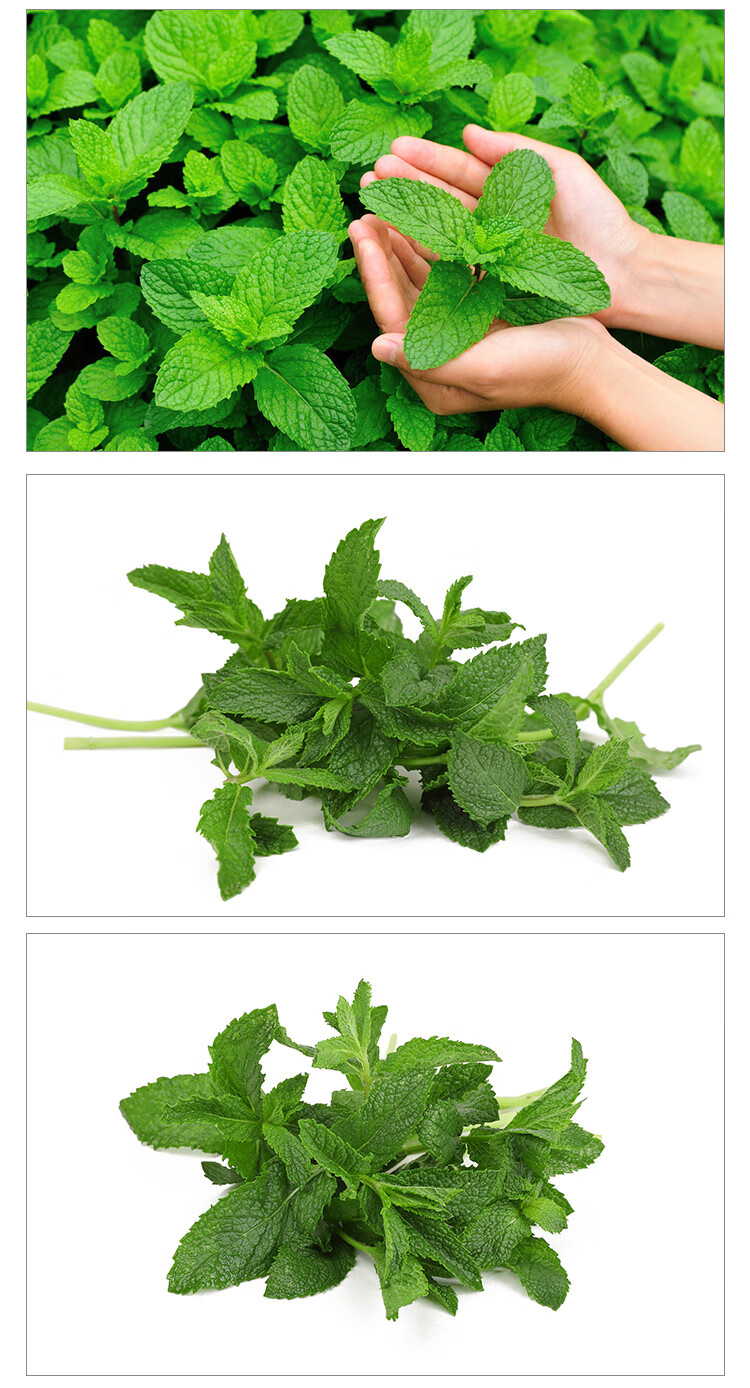 顺丰饮品专用薄荷叶留兰香薄荷叶子泡水烘焙调酒莫吉托鸡尾酒专用新鲜