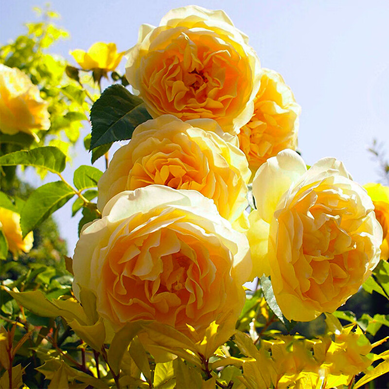 格拉汉托马斯欧月能做花墙拱门庭院阳台花园盆栽花苗强茶香花卉