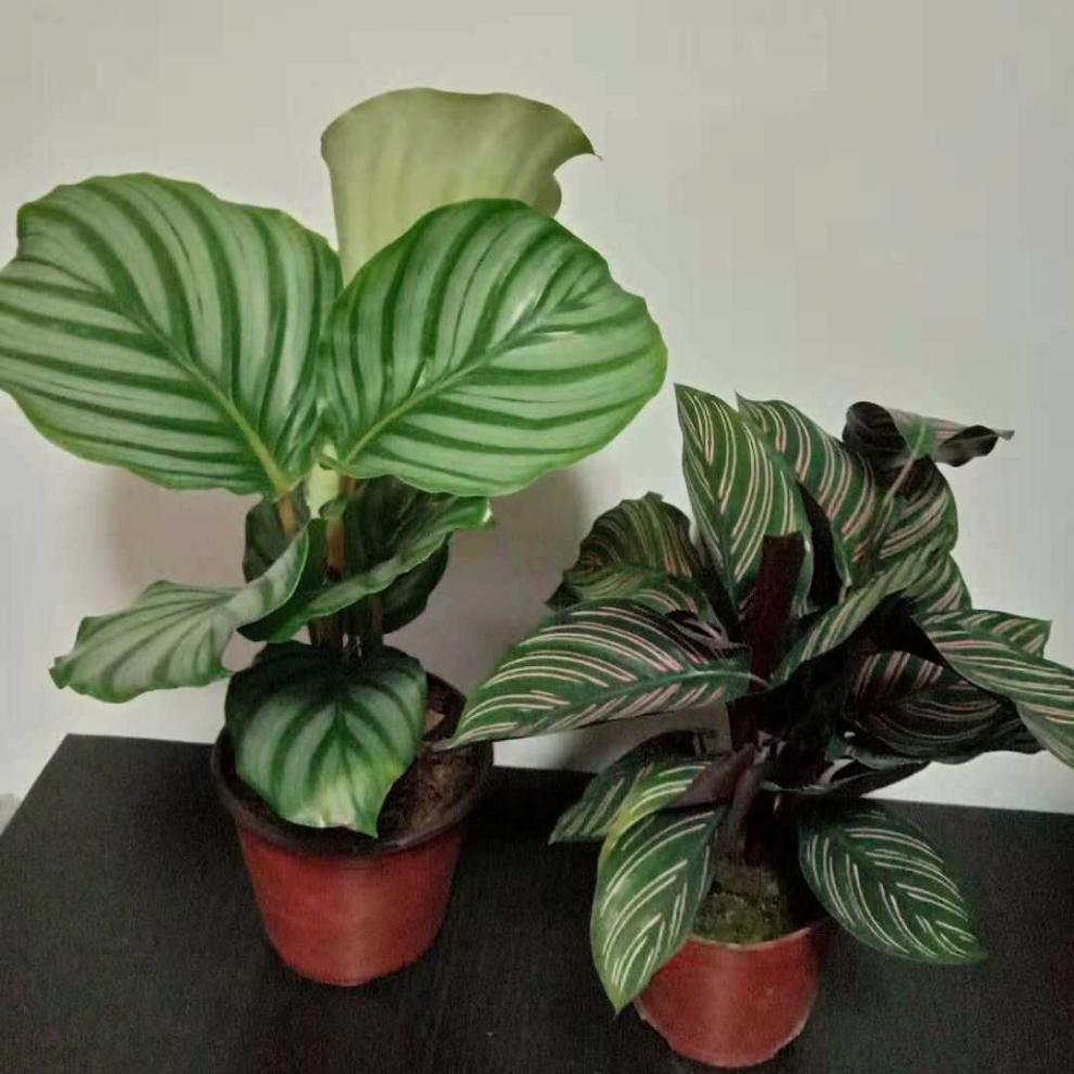 青苹果竹芋彩虹孔雀室内植物北欧客厅绿植吸甲醛净化空气观叶植物青