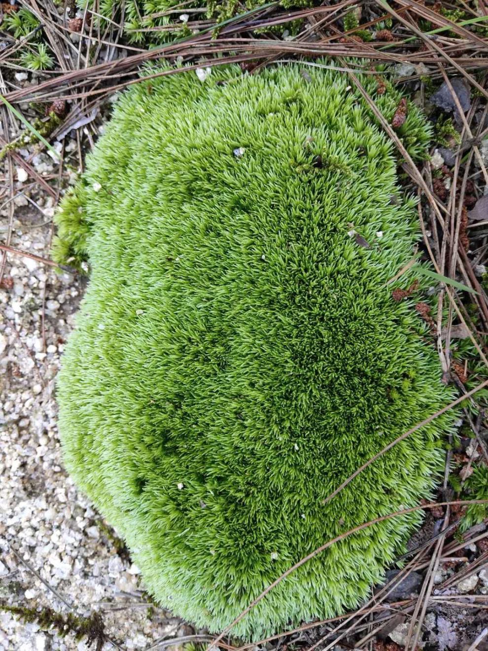 精选现发新鲜苔藓植物微景观鲜活青苔盆景假山装饰朵朵
