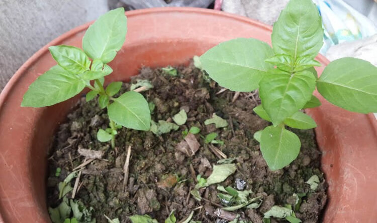 夏日清涼香草蔬菜檸檬羅勒陽臺家庭盆栽易種大葉荊芥約500粒原廠包裝