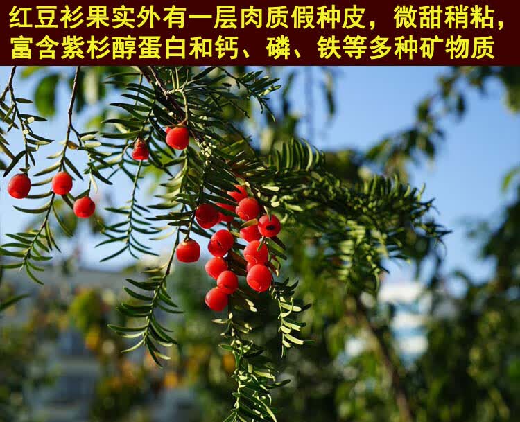 红豆杉果实250g果子干果实新货罐装南方红豆杉豆泡酒泡水1000g干果不