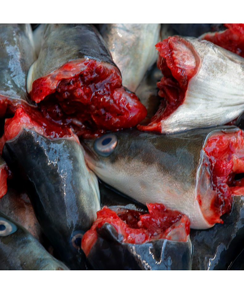福建海鱼海鲜新鲜鳗鱼头乌耳鳗鲜活黑鳗鱼头潮汕特产白鳝头河鳗头 1斤