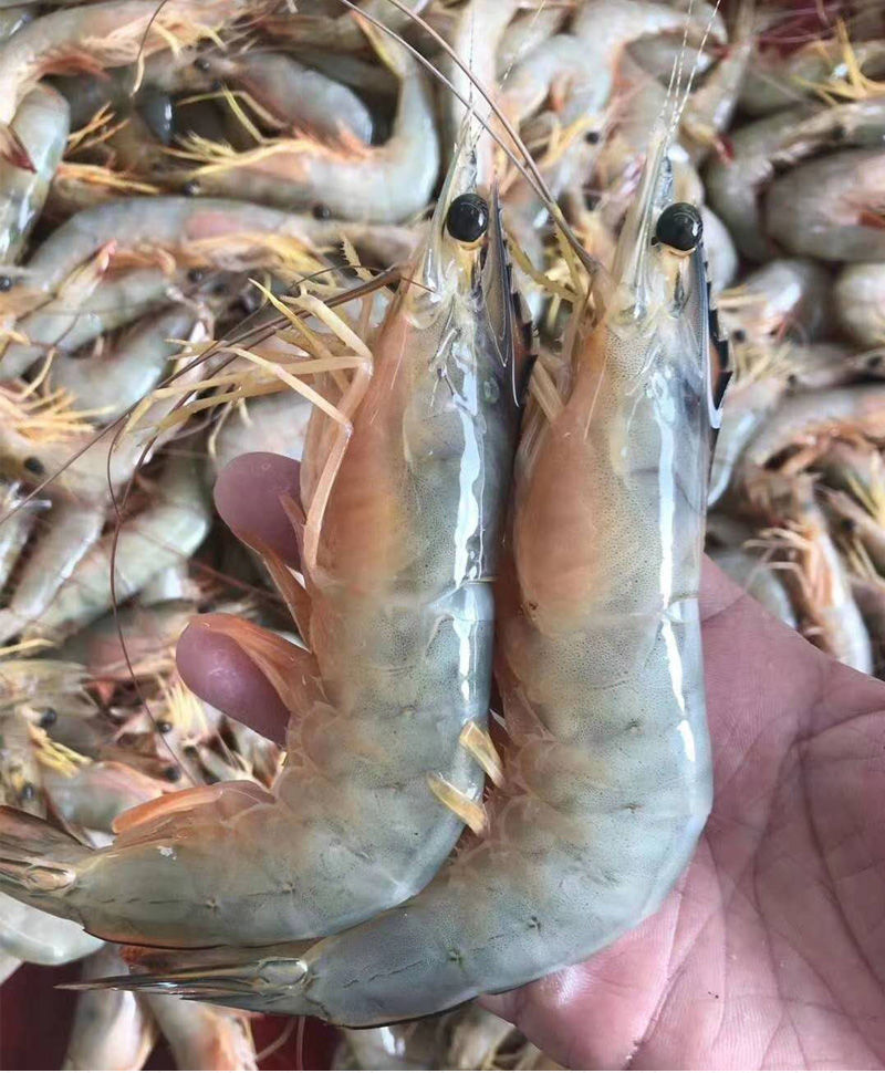 湛江生态大明虾鲜活白虾广东茂名海鲜海虾水产鲜活虾大虾对虾现捕