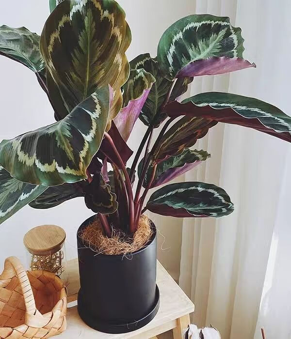 彩虹竹芋盆栽如意青苹果竹芋北欧办公室客厅好养活四季常青吸甲醛彩虹