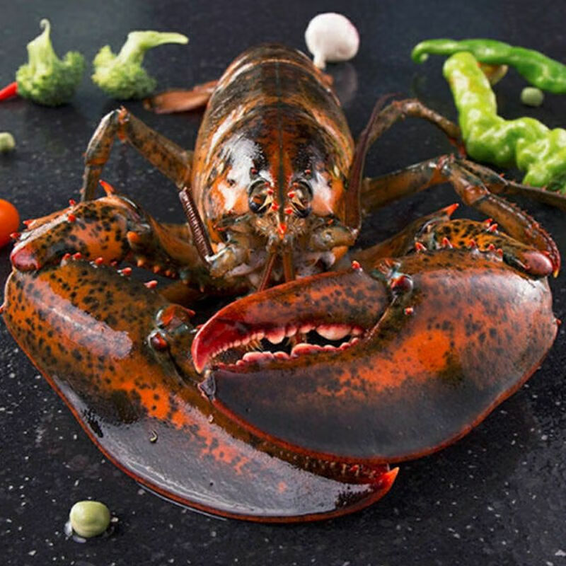 鲜活发货420550g波士顿大龙虾波龙鲜活水产鲜活发货昌盛隆鲜活发货420