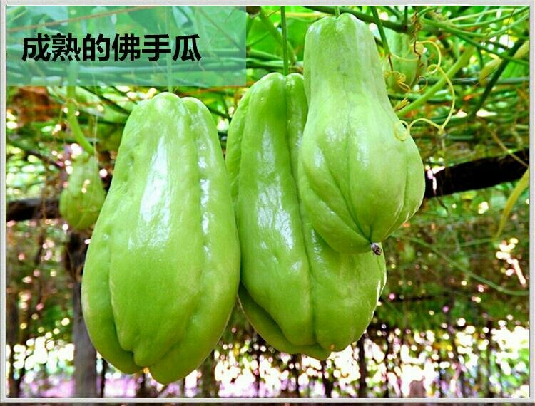 现摘云南新鲜洋瓜佛手瓜洋丝瓜福寿瓜洋茄子土耳瓜农家蔬菜丰收5斤装