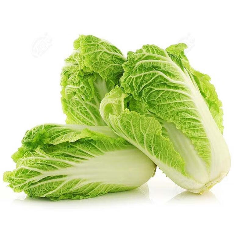 颜集卉夏阳大白菜种子 夏季越夏抗热50天 早熟蔬菜阳台种菜四季播种