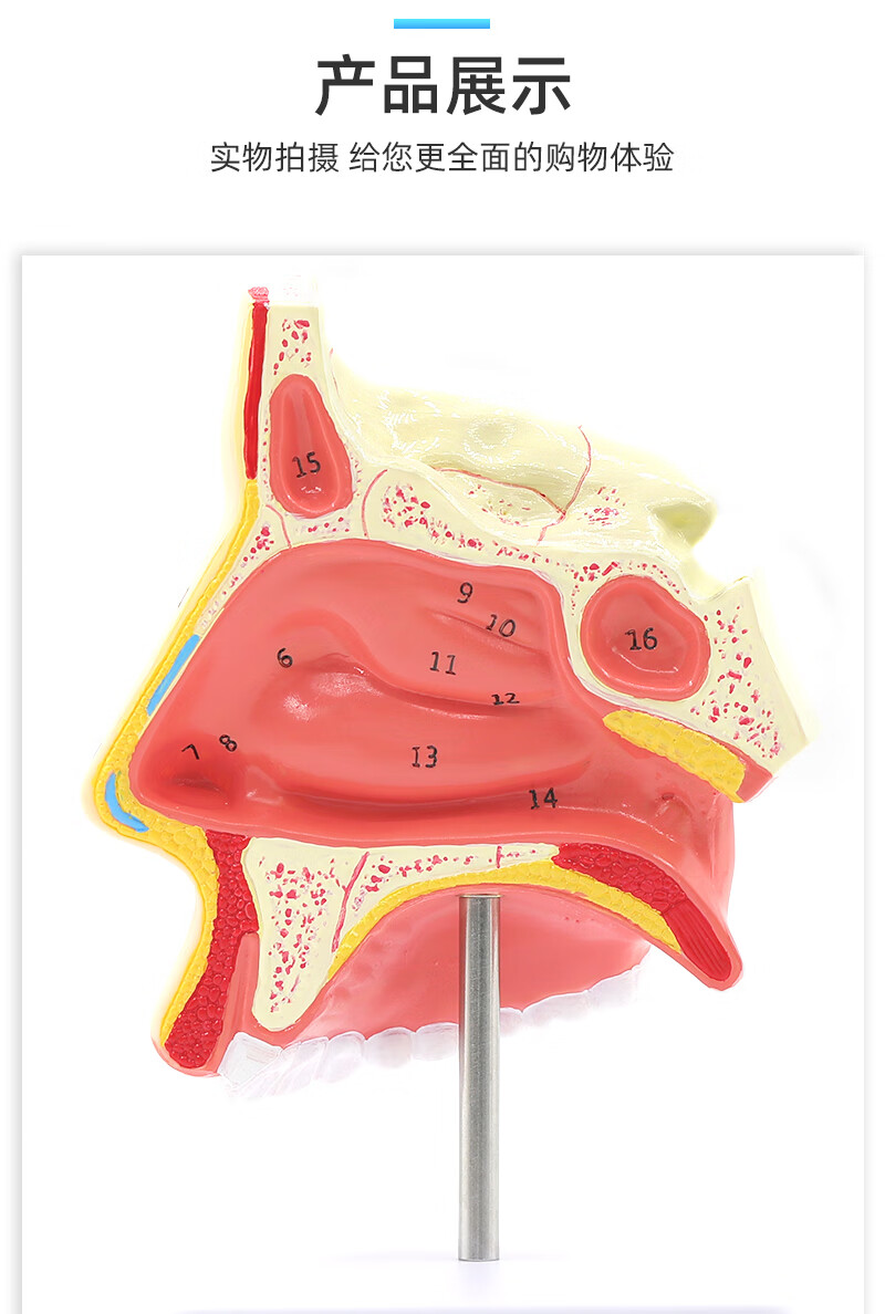 耳鼻喉科医学教学模型鼻子口腔鼻部结构组织模型鼻腔解剖无支架带图