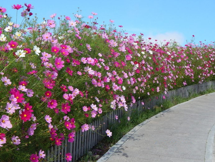 野花组合种子易活阳台盆栽室外庭院百日草波斯菊花种四季开花籽子