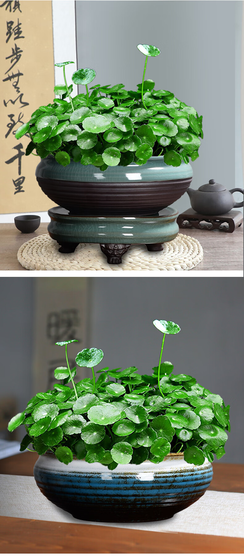 铜钱草盆景大叶水培植物花卉好养室内盆栽客厅水养金钱草桌面绿植