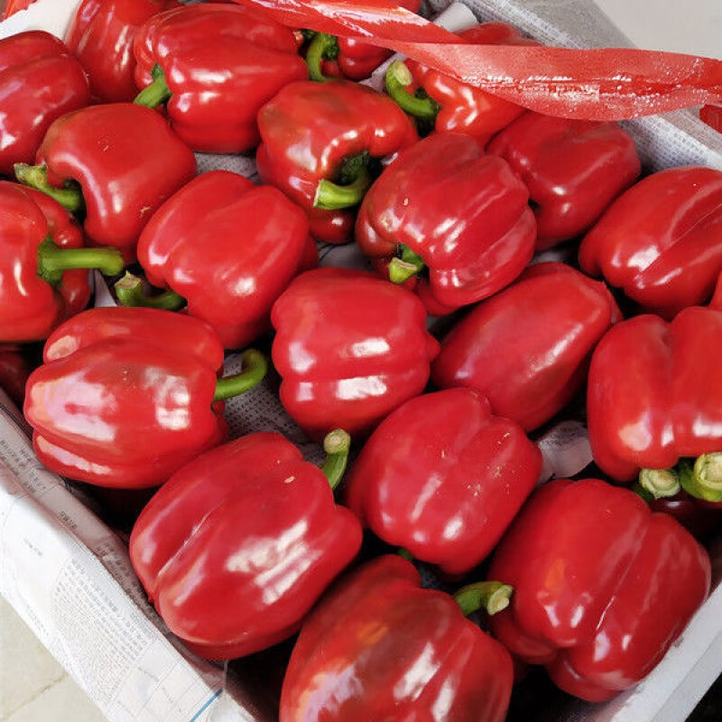 新鲜彩椒圆椒五彩椒柿子椒灯笼椒红黄椒水果甜椒寿光蔬菜三色混搭10斤