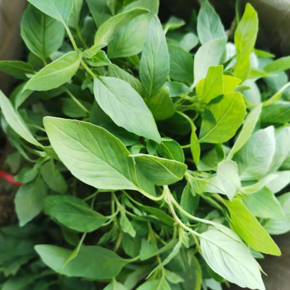 河南大叶荆芥菜新鲜荆芥带根新鲜蔬菜调味菜凉拌菜1斤/3斤 新鲜两斤装