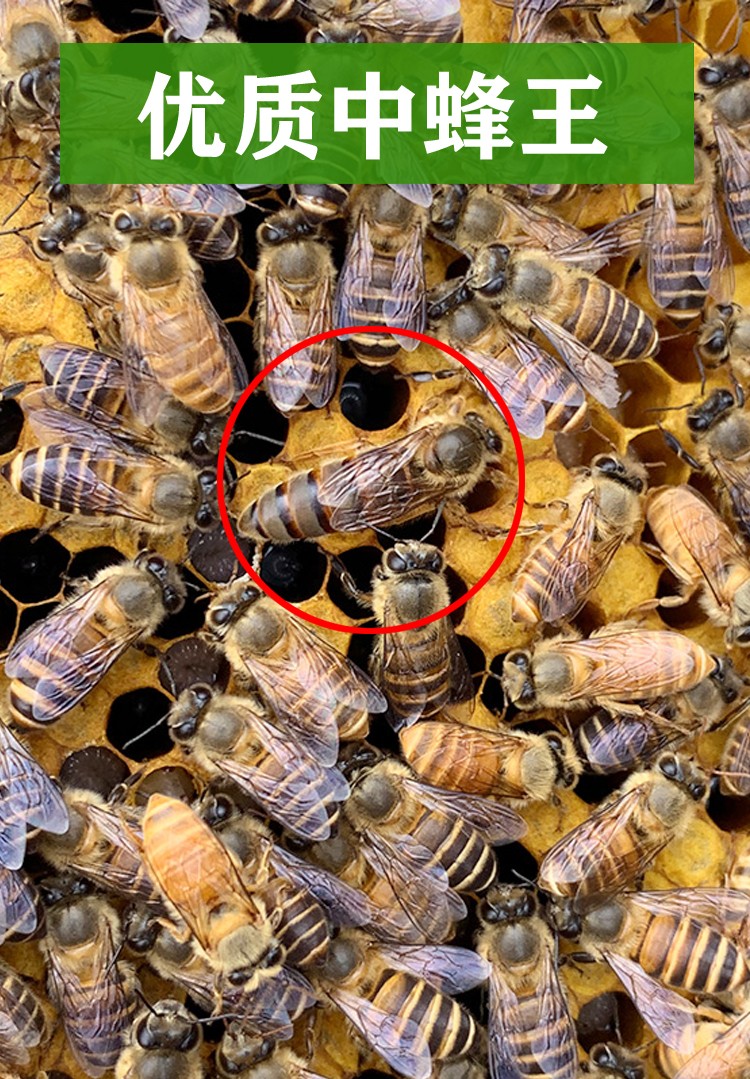 中蜂蜂王高产蜜蜂活体产卵王双色杂交交尾阿坝黑色王土蜂新开产王产卵