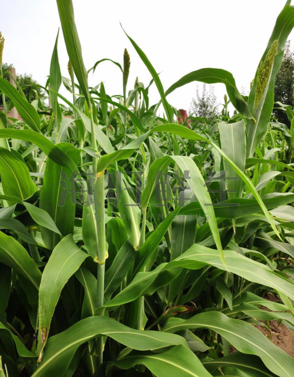 速冻乌米 东北特产速冻高粱乌米新鲜现摘乌咪去皮净肉冷冻乌苠蔬菜
