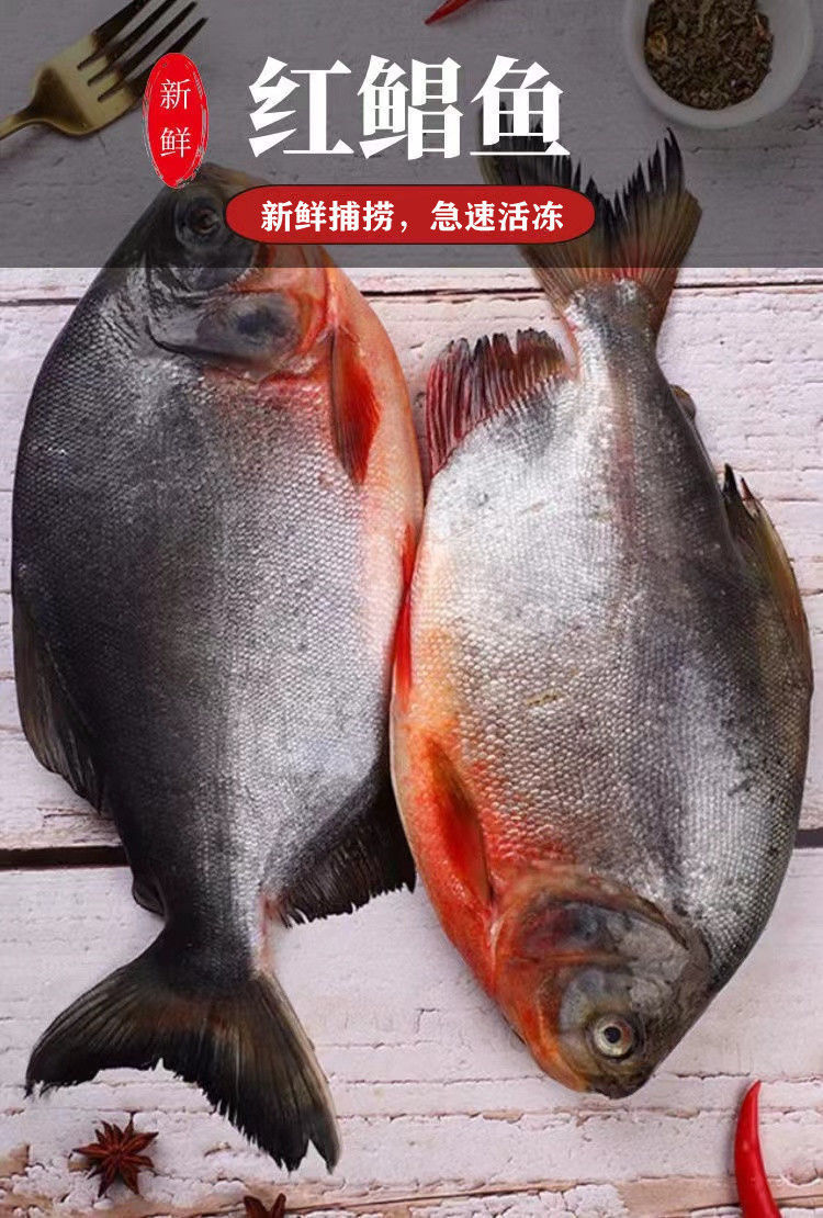 海捕大鯧魚新鮮海魚鯧魚紅鯧魚鏡魚平魚鮮活速凍海鮮