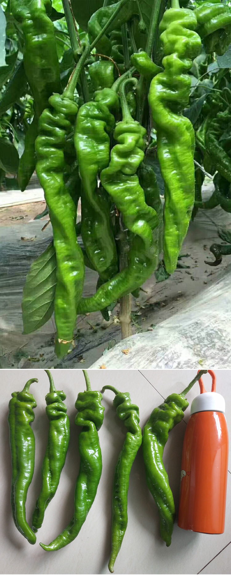 金枝恋 巨型陇椒种子特大螺丝椒辣椒种籽春季四季高产早熟农家基地